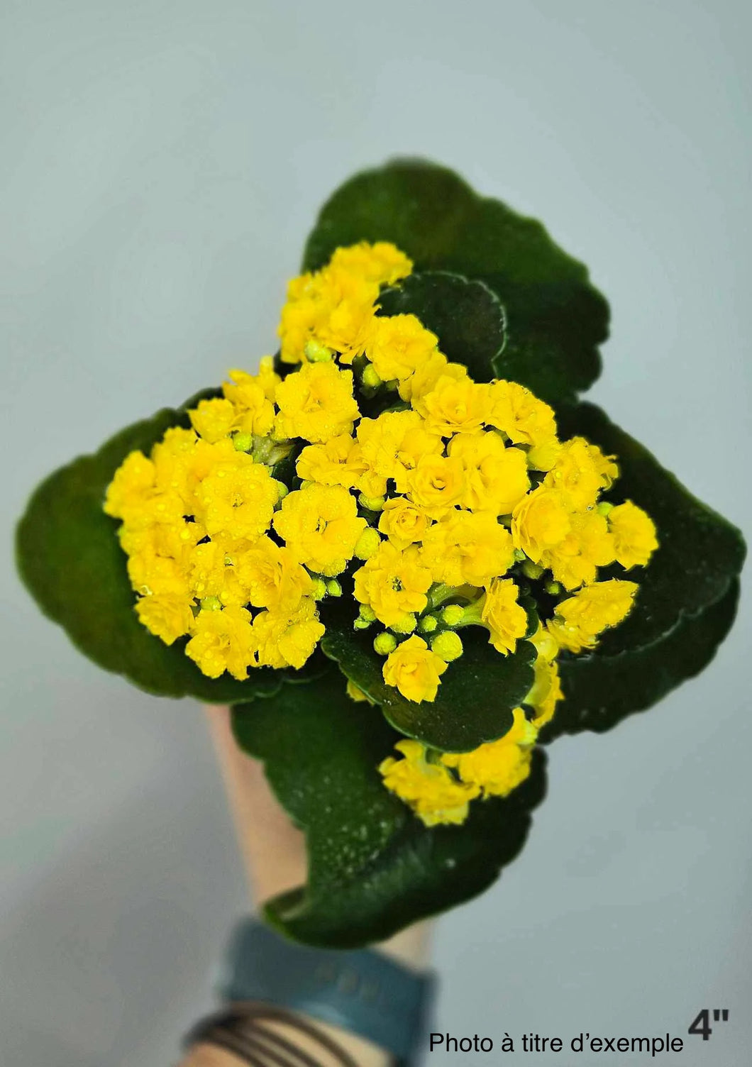 Calandiva fleurs jaunes