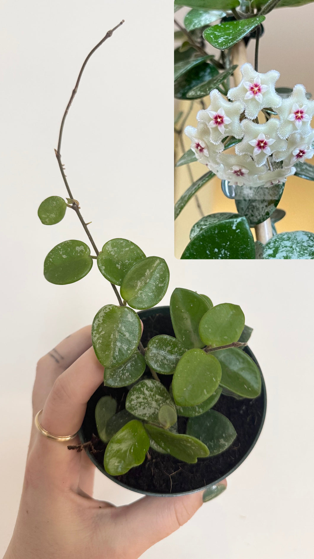 Hoya Mathilde Splash