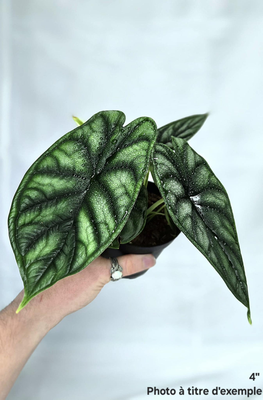 Alocasia Dragon Scale