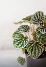 Load image into Gallery viewer, Peperomia ripple silver⭐️
