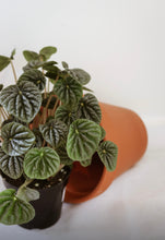 Load image into Gallery viewer, Peperomia ripple silver⭐️
