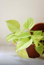 Charger l&#39;image dans la galerie, Philodendron lemon lime
