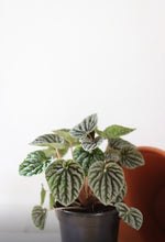 Load image into Gallery viewer, Peperomia ripple silver⭐️
