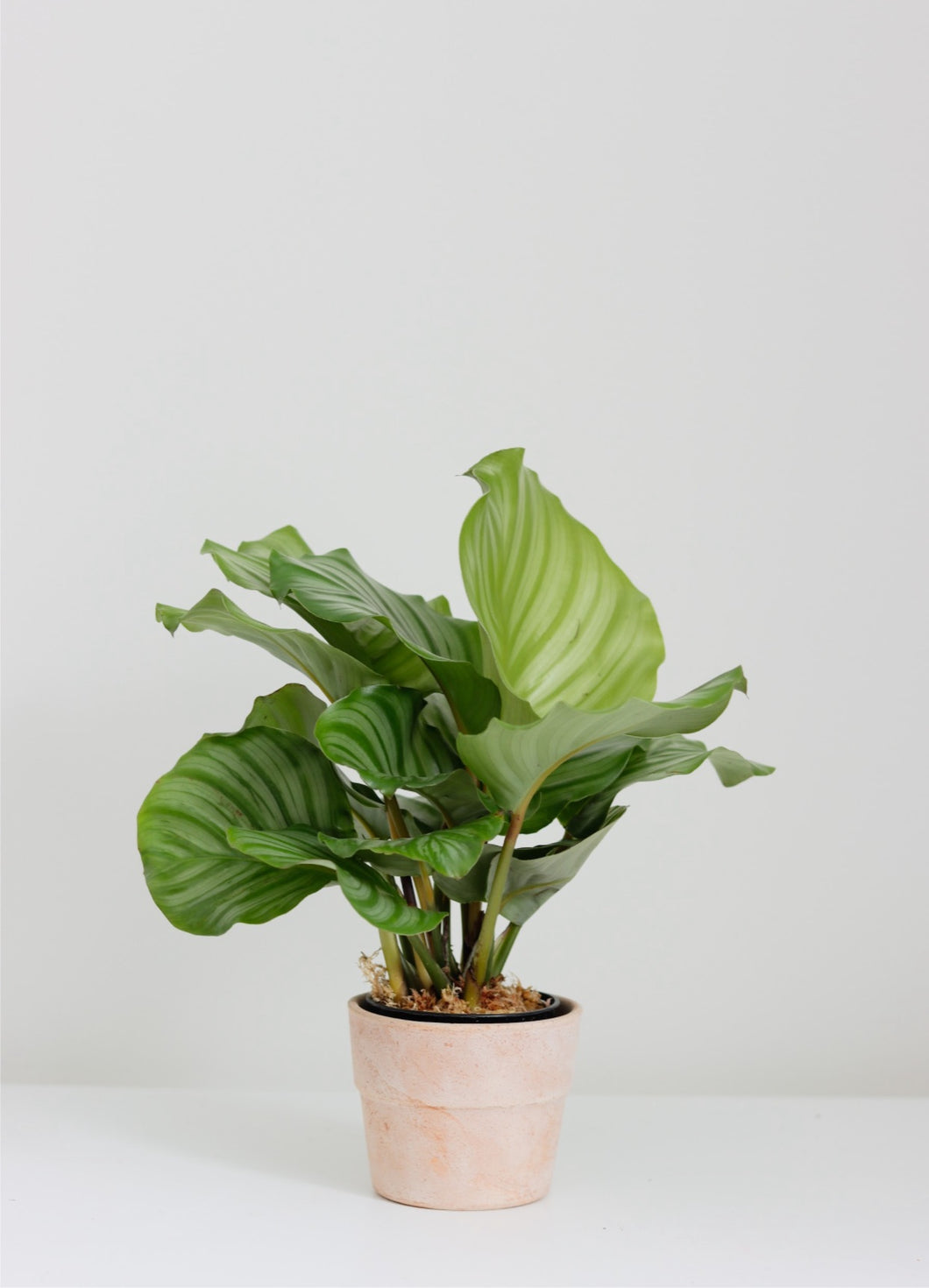 Calathea orbifolia ⭐️